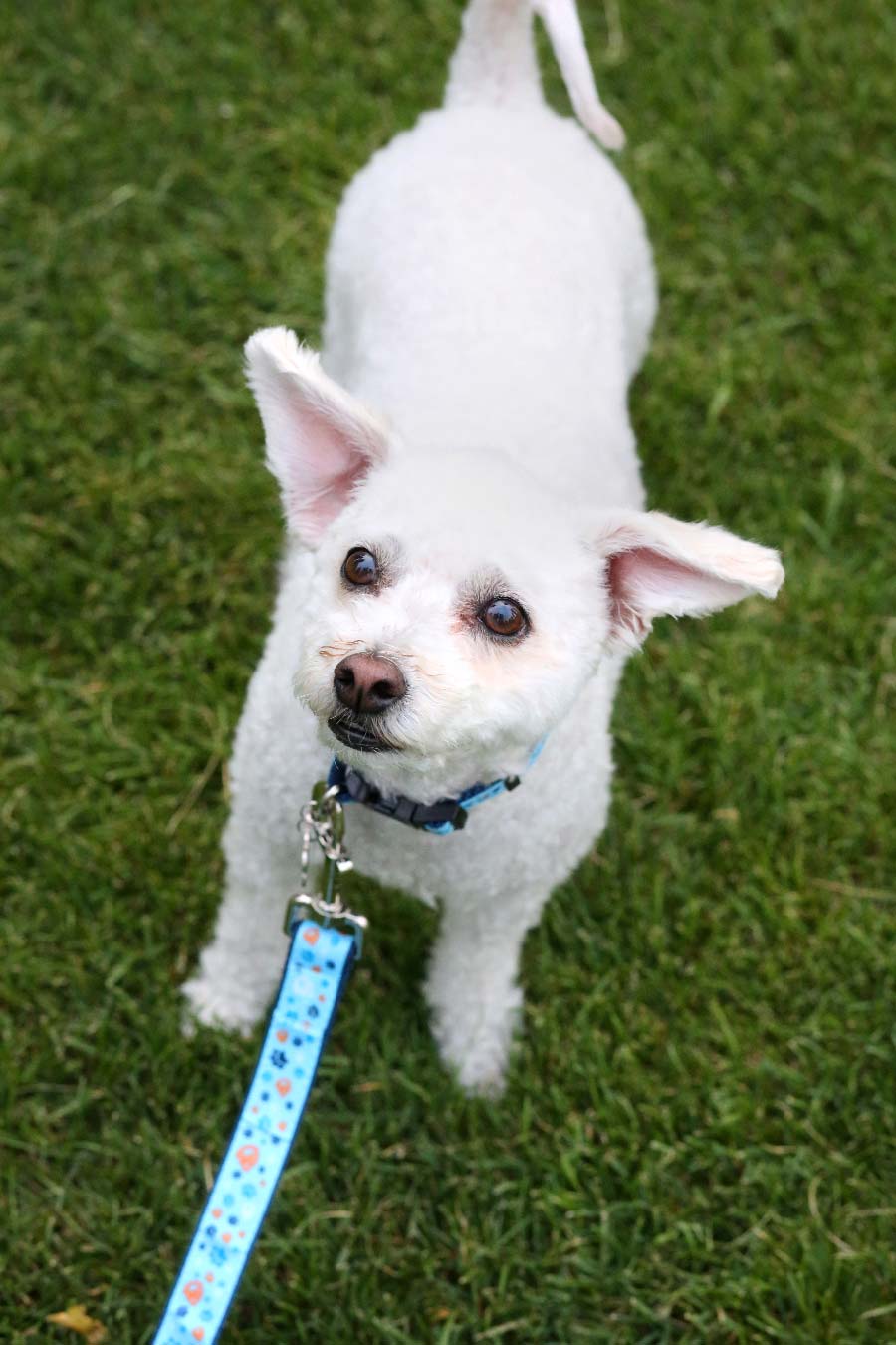 Blue CTR Pet Leash - LDP-PLS25