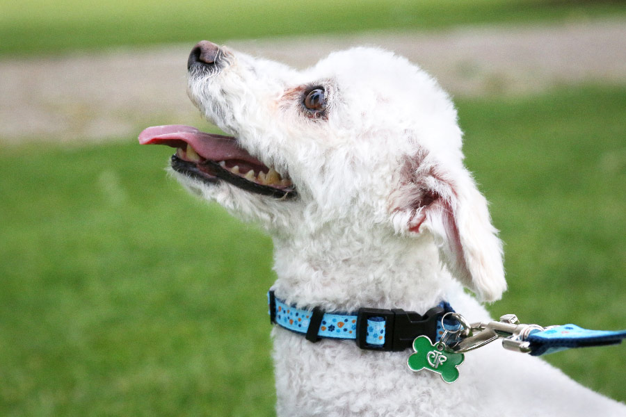 Personalized CTR Pet ID Tag - Bone - LDP-PTG152005259